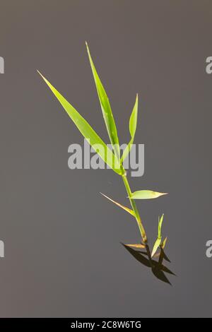 Schilf am See beginnt Triebe von neuem Wachstum zu Beginn des Frühlings, Westhay Moor Nature Reserve, in der Nähe von Glastonbury, Somerset, Großbritannien. Stockfoto