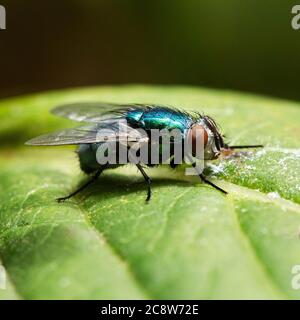Extreme Nahaufnahme einer Greenbottle fliegen auf einem grünen Urlaub in Großbritannien Stockfoto