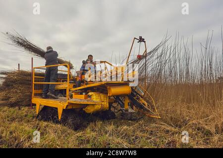 Weidenstämme werden im Winter, Westonzoyland, in der Nähe von Bridgwater, Somerset, Großbritannien geerntet. Stockfoto