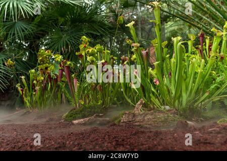 Nepenthes fleischfressende Pflanzen im Morgennebel im Regenwald Stockfoto