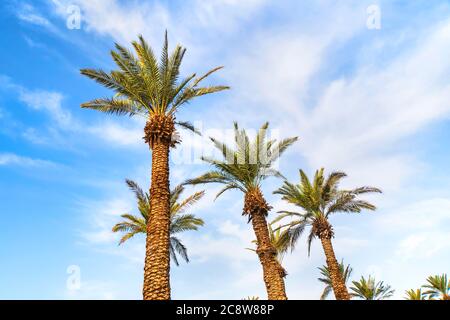 Dattelpalme vor dem Himmel Stockfoto