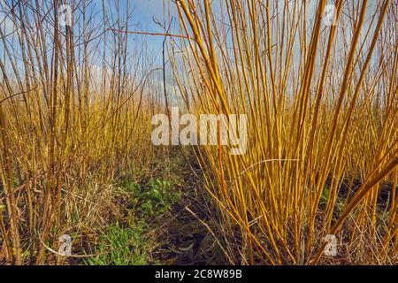 Weidenbäume wachsen Mitte Winter auf einer Farm, Stämme bereit für die Ernte; Westonzoyland, in der Nähe von Bridgwater, Somerset, Großbritannien. Stockfoto