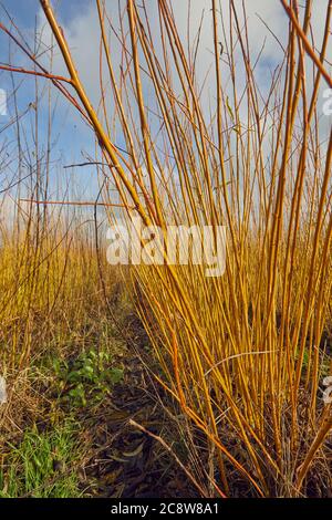 Weidenbäume wachsen Mitte Winter auf einer Farm, Stämme bereit für die Ernte; Westonzoyland, in der Nähe von Bridgwater, Somerset, Großbritannien. Stockfoto