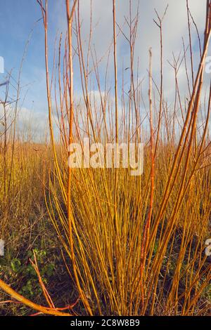 Weidenbäume wachsen Mitte Winter auf einer Farm, Stämme bereit für die Ernte; Westonzoyland, in der Nähe von Bridgwater, Somerset, Großbritannien. Stockfoto