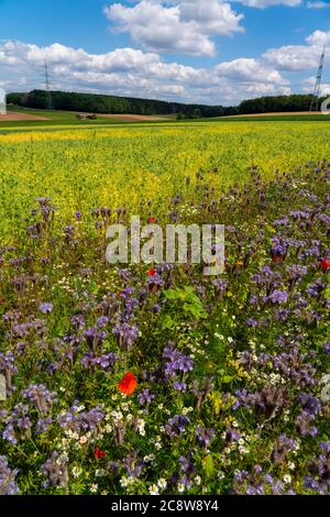 Wildblumenwiese, neben einem weißen Lupinenfeld, Kamille, Kornblume, getuftete Schönheit, Ringelblume, Maismohn, Pflanzen, Blumen, Wildblumen, Wiese, Stockfoto