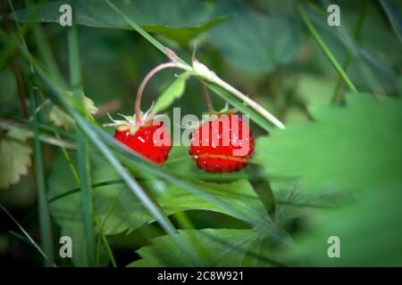 Der wilde Erdbeerstrauch im Wald. Rote Erdbeeren Beere in Wildwiese, Nahaufnahme. Stockfoto