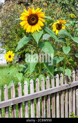 Garten Sonnenblume am Holzzaun hohe Pflanzen, Blumen Zaun Stockfoto