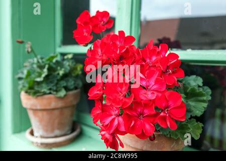 Rote Geranie in einem Topf auf der Fensterbank Stockfoto