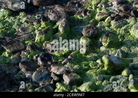 Verschmutztes Flusslauf grünes und gelbes Wasser Stockfoto