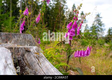 Wildblume, roter Fuchshandschuh, Digitalis Purpurea, Pflanzen, Blumen, Wildblumen, Wiese, Stockfoto
