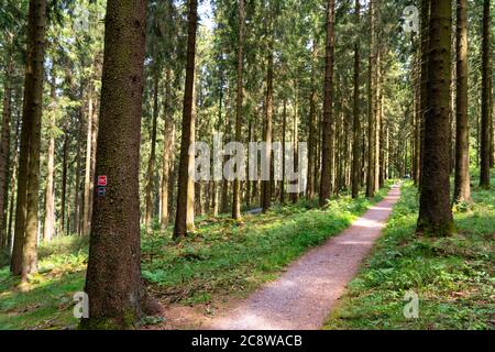 Wandern im Sauerland, Wanderweg bei Jagdhaus, am Rothaarsteig, Ortsteil Schmallenberg, NRW, Deutschland, Stockfoto