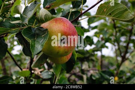 Nahaufnahme Apfel reifen und drehen rot auf einem Apfelbaum in einem Obstgarten Stockfoto