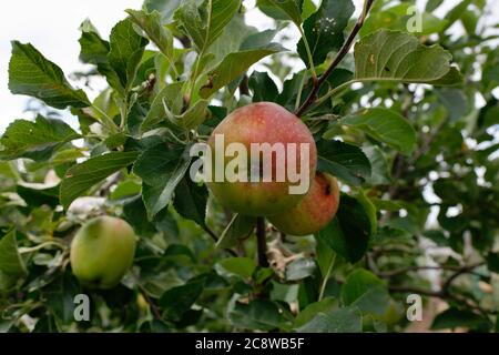 Nahaufnahme Apfel reifen und drehen rot auf einem Apfelbaum in einem Obstgarten Stockfoto