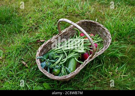 Weidenobst- und Gemüsekorb mit Bohnen, Äpfeln, Zucchini Stockfoto