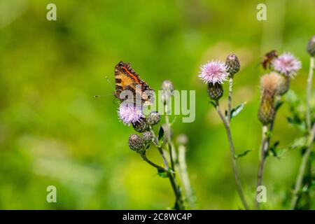 Schmetterling, Pfau Schmetterling, Aglais io, auf einer Pflanze, gemeine Distel, Stockfoto