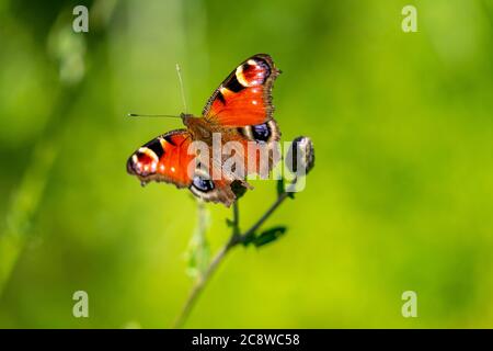 Schmetterling, Pfau Schmetterling, Aglais io, auf einer Pflanze, gemeine Distel, Stockfoto