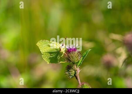 Schmetterling, Zitronenschmetterling, Gonepteryx rhamni, auf einer Pflanze, Distel, Stockfoto