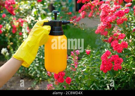 Gärtner sprühen Rosen mit Garten Sprühflasche mit Insektizid. Schädlingsbekämpfungskonzept Stockfoto