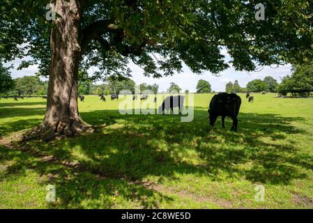 Bio-Rinderzucht, Home Farm, Beningbrough, Yorkshire, Großbritannien Stockfoto