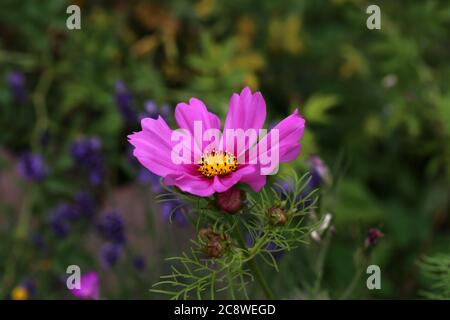 Blumen - Cosmos Blumen blühen im Garten Stockfoto