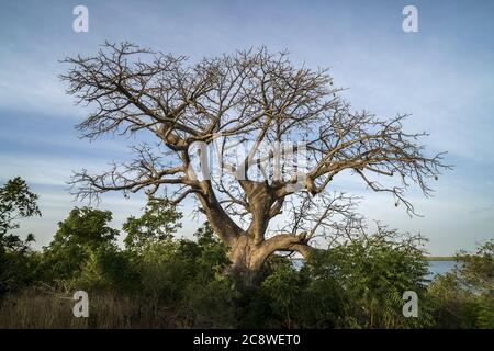 Baobab Baum, Insel Kathior, Missirah, Sine Saloum Delta, Senegal, Westafrika, Kathior Island, Missirah, Sine Saloum Delta, Senegal, Westafrika, weltweit im Einsatz Stockfoto