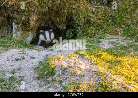 Dachs Einbruch von seinem Bau Eingang bei Tageslicht im Frühsommer. Stockfoto