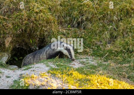 Dachs Einbruch von seinem Bau Eingang bei Tageslicht im Frühsommer. Stockfoto