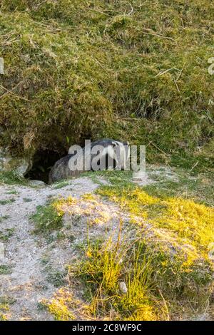 Dachs Einbruch von seinem Bau Eingang bei Tageslicht im Frühsommer. Stockfoto