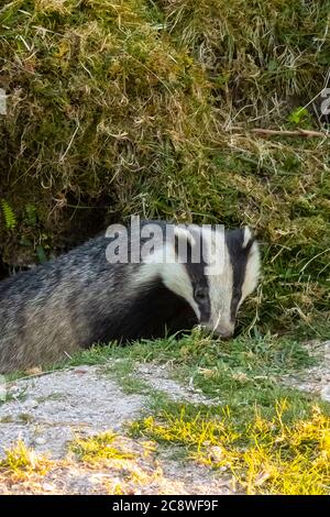 Dachs Einbruch von seinem Bau Eingang bei Tageslicht im Frühsommer. Stockfoto