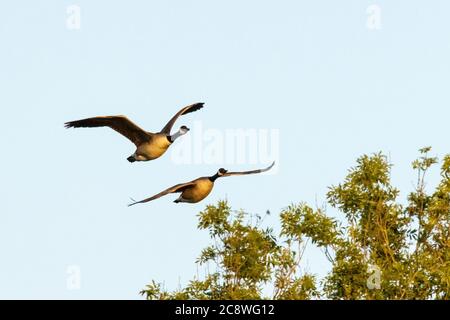 Zwei Kanadagänse fliegen über Wald. Stockfoto