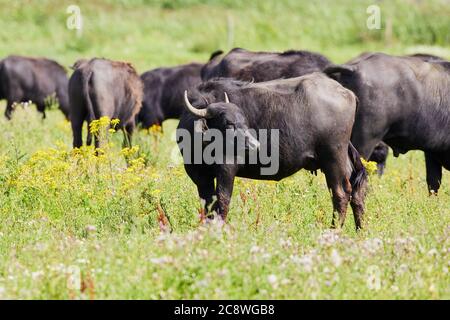 Herde von heimischen Büffelkühen, die dicht beieinander auf einer Wiese stehen, umgeben von weißen und gelben Blüten. (Bubalus arnee bubalis) Stockfoto