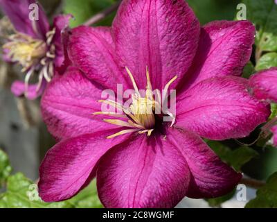 Eine Nahaufnahme einer einzigen Blume der kirschroten Clematis Ville de Lyon Stockfoto