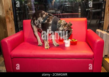 Cockapoo und French Bulldog Rasse-spezifische Hundeveranstaltung in Shoreditch, wo Hundebesitzer bringen ihre Hunde in das Café für ein Treffen in East London, Großbritannien. Stockfoto