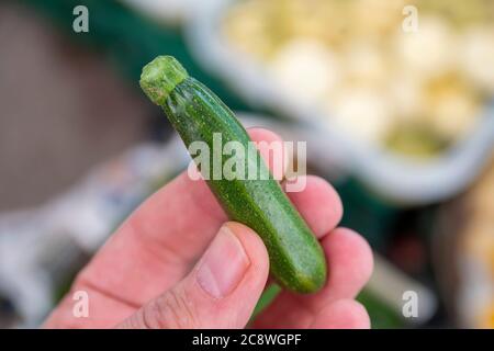 Frische und organische Mini-grüne Zucchinies in einer männlichen Hand. Stockfoto