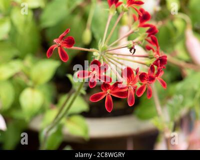 Eine Nahaufnahme der zarten scharlachroten Blüten von Geranium Ardens Stockfoto
