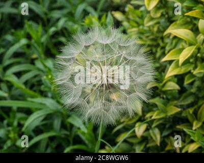 Eine Nahaufnahme des großen Löwenzahn-Sämehauses von Ziegen-Bart Tragopogon pratensis Stockfoto