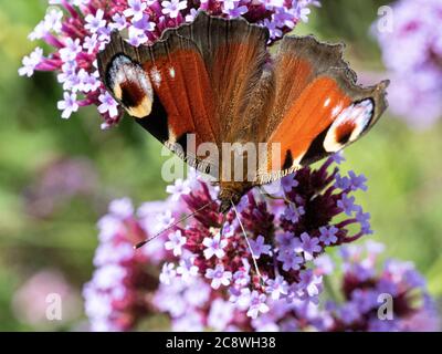 Eine Nahaufnahme eines Pfauenschmetterlings - Inachis io füttert eine Verbena bonariensis Blume Stockfoto