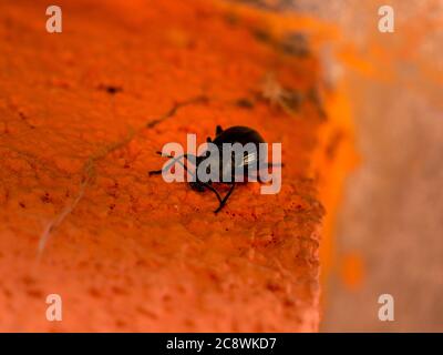 CaraBus coriaceus - großer schwarzer Raubkäfer Stockfoto