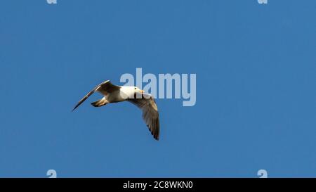 Heringmöwe fliegt gegen den blauen Himmel. Stockfoto