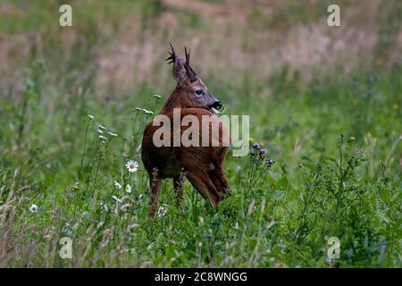 Europäische Rehe (Buck) -Capreolus capreolus füttert. Sommer Stockfoto