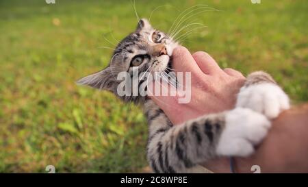 Der Besitzer spielt mit einem jungen, aber wütenden Kätzchen. Stockfoto