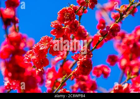 Blüten eines melierten Pfirsichbaumes in Nahaufnahme, tropische Pflanzenart aus asien Stockfoto