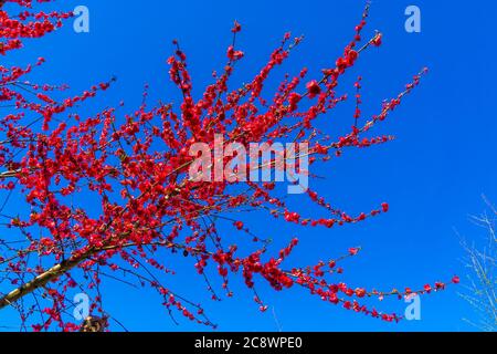 Zweig in der Nähe eines melierten Pfirsichbaumes, beliebte Pflanzenart des prunus persica Stockfoto