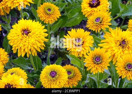 Rudbeckia Maya Rudbeckia hirta Maya Yellow Rudbeckias, Juli Gartenblumen Blumenbeet Black-Eyed Susan Full Bloom, Gloriosa Daisies Blumenbeet Gelb Stockfoto