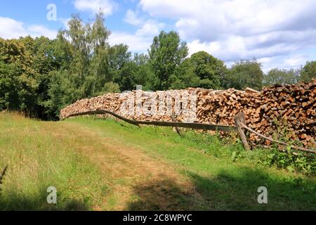 Holzstapel aus frisch geernteten Fichtenstämmen. Baumstämme im Wald geschnitten und gestapelt. Holzstämme Stockfoto