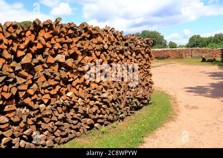 Holzstapel aus frisch geernteten Fichtenstämmen. Baumstämme im Wald geschnitten und gestapelt. Holzstämme Stockfoto