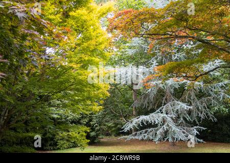 Bäume in voller Blatt Sheffield Park National Trust Gärten in Sussex. Stockfoto