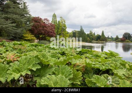 Bäume in voller Blatt Sheffield Park National Trust Gärten in Sussex. Stockfoto