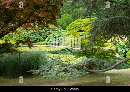 Bäume in voller Blatt Sheffield Park National Trust Gärten in Sussex. Stockfoto