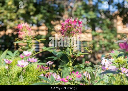 Cleome Spinosa oder auch Pink Spider Blume im Garten oder Park, am frühen Morgen im Sommer. Stockfoto